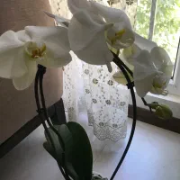 پیاز گل ارکیده