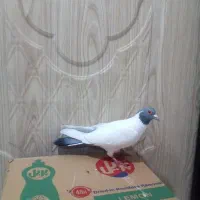 کبوتر طوقی|پرنده|اردبیل, |دیوار