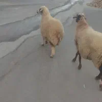 دوعدد میش جوان. دره شهر