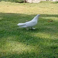 کبوتر خوشکل