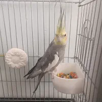 عروس هلندی|پرنده|الیگودرز, |دیوار