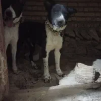 واگذاری|سگ|فریدونشهر, |دیوار