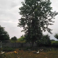 638 متر زمین مسکونی ساحلی در تازه آباد رضوانشهر|فروش زمین و ملک کلنگی|رضوانشهر, |دیوار