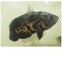 فروش و معاوضه ماهی اسکار - پینگ