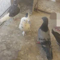 کبوتر|پرنده|تهران, شهرک فردوس (حسینی)|دیوار