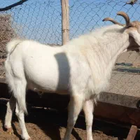 نری بذری|حیوانات مزرعه|سیرجان, |دیوار