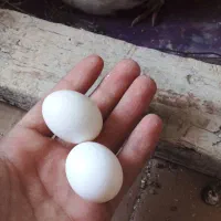 تخم کبوتر