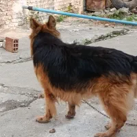 سگ ژرمن اصل نر معاوضه با کبوتر پرنده