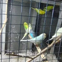 مرغ عشق تعداد بالا|پرنده|سراوان, |دیوار