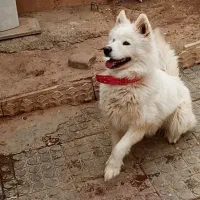 سگ سامویید .برای معاوضه.