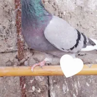 کفتر غریبگیری|پرنده|هادی شهر, |دیوار