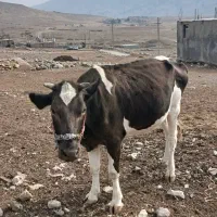 ی عدد گاو با گوساله|حیوانات مزرعه|اندیکا, |دیوار