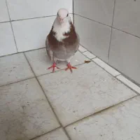 کبوترشازده|پرنده|سیلاخور, |دیوار