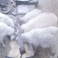 کهره نر و بره|حیوانات مزرعه|رابر, |دیوار