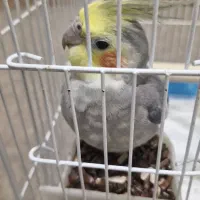 طوطی عروس هلندی سخنگو