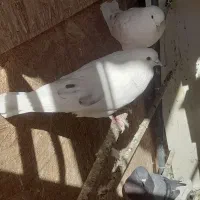 6 تا کبوتر نر فقط ۱۱۰۰|پرنده|پردیس, شهرک صنعتی خرمدشت فاز ۷|دیوار