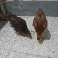 جوجه سه ماهه|پرنده|قم, شاه ابراهیم|دیوار