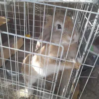 خرگوش|موش و خرگوش|تربت جام, پاسداران|دیوار