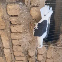 سیاه پوش پرنده کبوتر