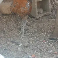 جوجه گلین و جوجه خروس و خروس محلی|حیوانات مزرعه|شیراز, انجیر|دیوار