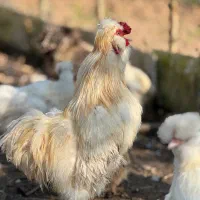 مرغ و خروس ابریشم کوپال قیمت مناسب