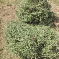 سبسک دست درو بدون علف خشک خشک
