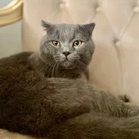 گربه اسکاتیش فولد