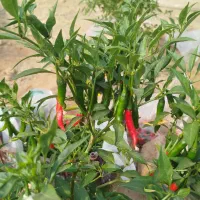 فلفل شمشیری تنددرجه یک