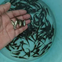 ماهی|ماهی|رشت, شهرک الغدیر|دیوار