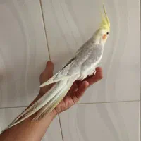 عروس هلندی نر یه ساله کشیده شاه جوجه