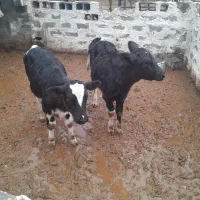 گوساله ماده خالص