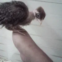 دوعدد جوجه مرغ خروس با قفس