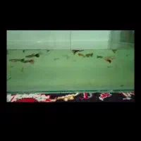 ماهی گوپی|ماهی|خمینی‌شهر, |دیوار