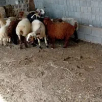 گوسفند|حیوانات مزرعه|بندر گناوه, |دیوار