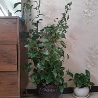 گل پتوس بزرگ درختی