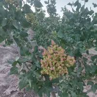 باغستان-2هکتاری-پسته