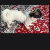 توله شیتزو ،شناسنامه دار ،اپارتمانی