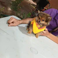 پامرانین اصیل