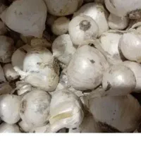 موسیر تازه و پودر موسیر