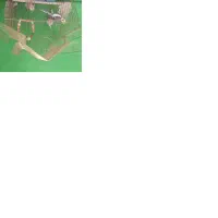 عروس هلندی مولد