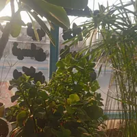 به علت مهاجرت تمامی گل وگلدانهاواستندهافروشی است
