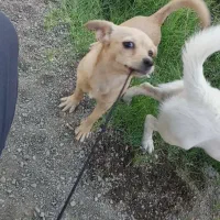 سگ پاکوتاه خوشگل و بازیگوش|سگ|بلوک, |دیوار