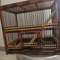 قفس سهره وعروس هلندی