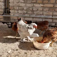 ویاندونت|حیوانات مزرعه|یزد, |دیوار