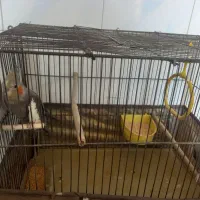 عروس هلندی|پرنده|باقرشهر, |دیوار