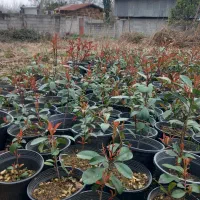 فوتونیا سطل۱۰وسطل۷