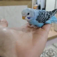 ۳عدد مرغ عشق ۱ونیم ماهه|پرنده|مریوان, |دیوار