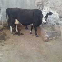 گاو هلشتاین|حیوانات مزرعه|دلبران, |دیوار