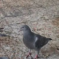جوجه کبوتر پلاکی