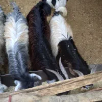 کهره‌شهر‌کردی‌چاق